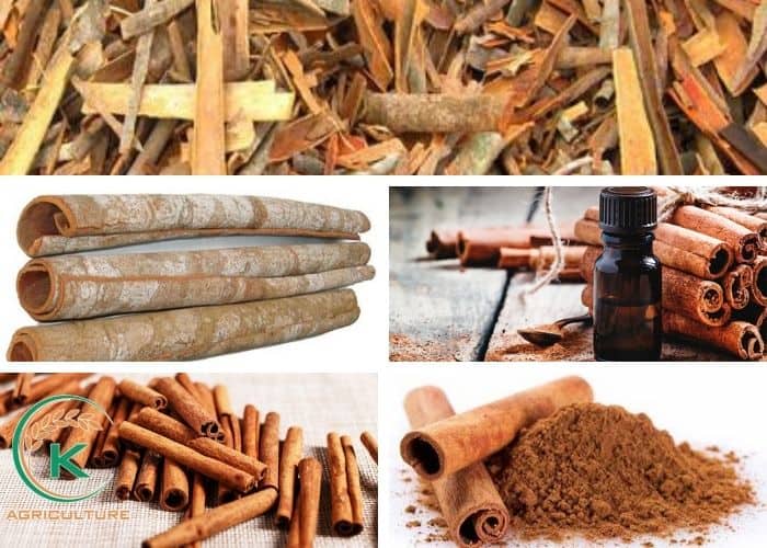 how is cinnamon made