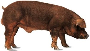 what is duroc pork