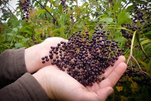 what does elderberry taste like