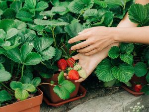 are strawberry leaves edible