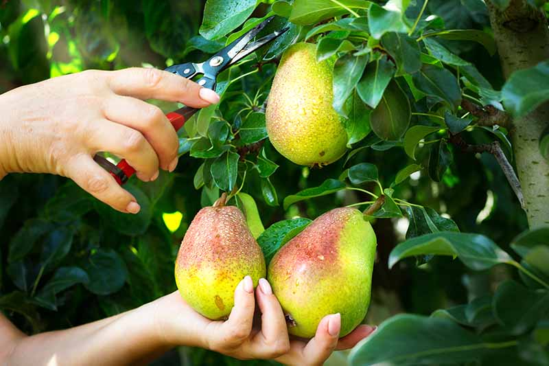 when do you pick pears