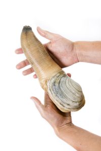 what is a geoduck clam