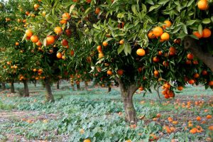 why was it called the orange tree