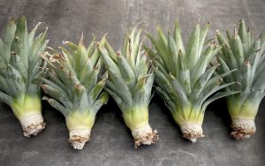 how to grow a pineapple from a pineapple top