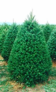 douglas fir christmas tree