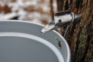how to make maple syrup