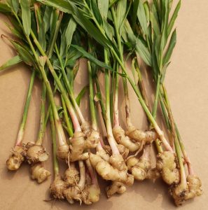 is ginger a vegetable