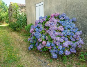 when do hydrangeas bloom