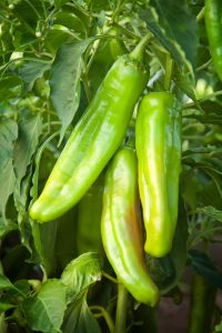 what is hatch chile