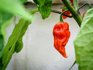 how much water for ghost peppers inside