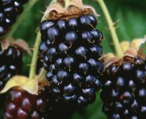 what is a marionberry
