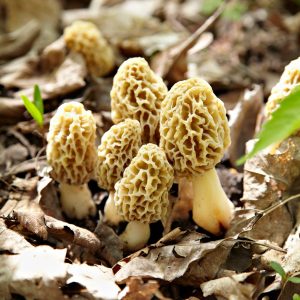 when is morel season