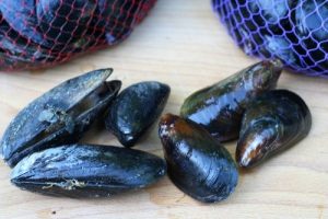 why do some mussels have beards while others don’t