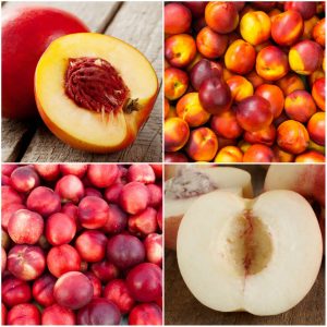whats the difference between a white a yellow nectarine