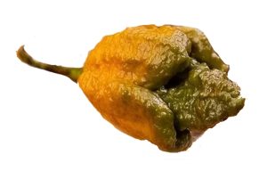 what is pepper x