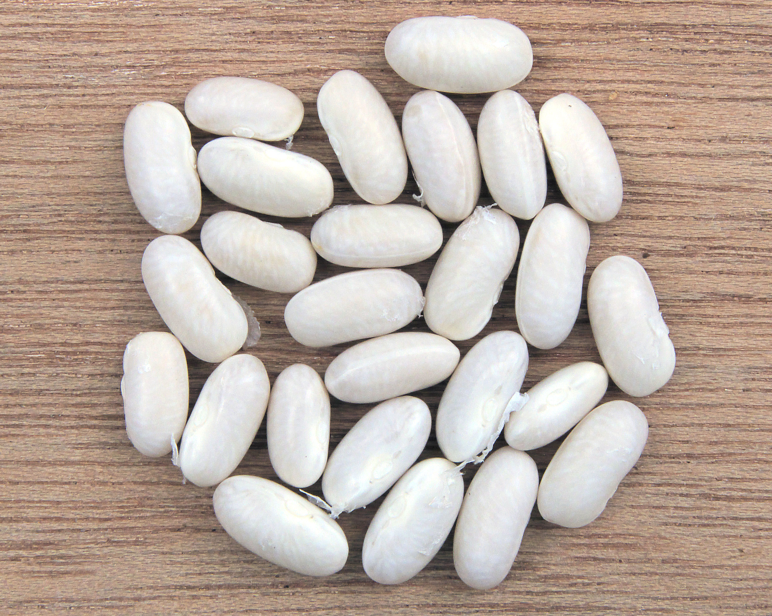 what are navy beans