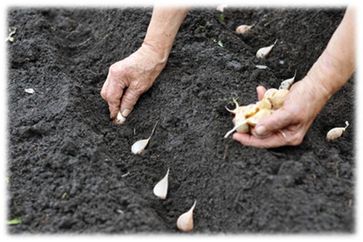 how to plant garlic cloves