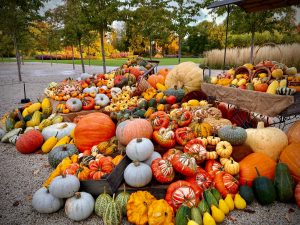 is a pumpkin a vegetable