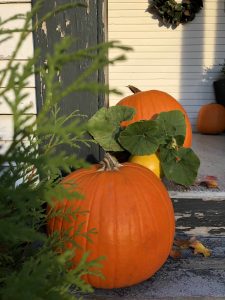 how long do pumpkins last