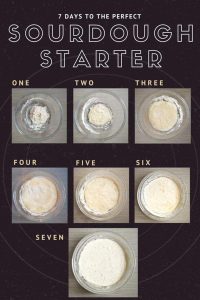 what should sourdough starter look like