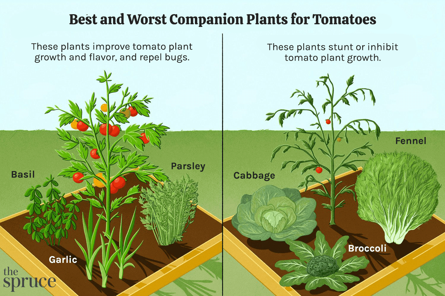 what not to plant with tomatoes