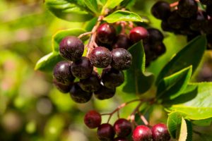 what is a huckleberry