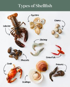 what are the shellfish