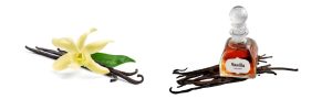 what does vanilla vs vanilla bean smell like
