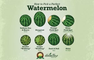 how to pick a watermelon