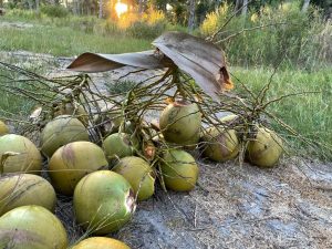 how much are coconuts in america