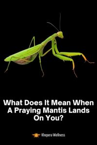 what does it mean when a praying mantis visits you