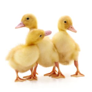 how much do ducks cost in stores