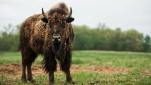 what is bison meat