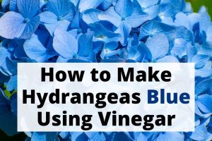 how to make hydrangeas blue