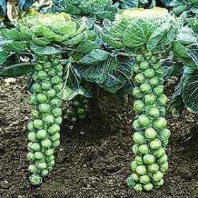 how brussel sprouts are grown