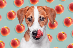 are peaches ok for dogs