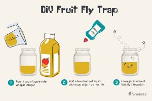 how to get rid of a fruit flies