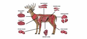is deer meat healthy
