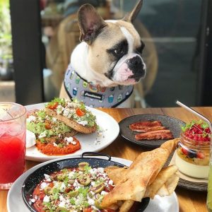 dog restaurants near me