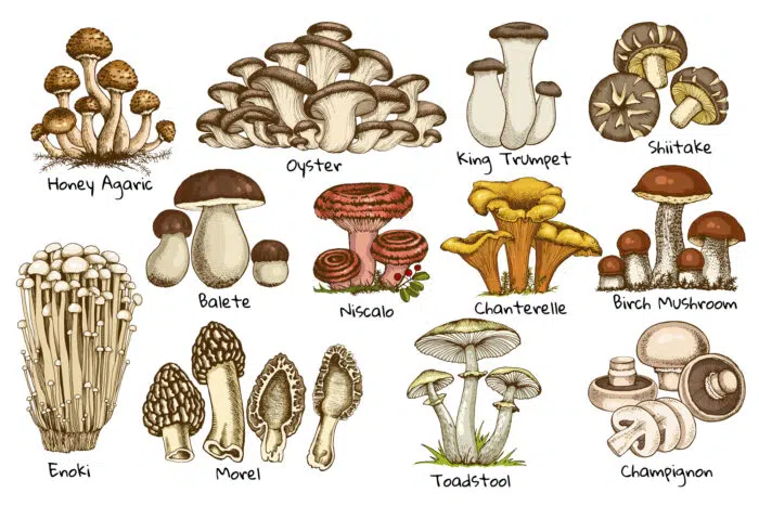 what do mushrooms taste like