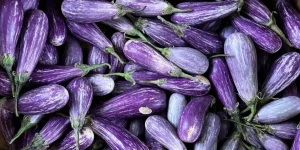 when is eggplant in season