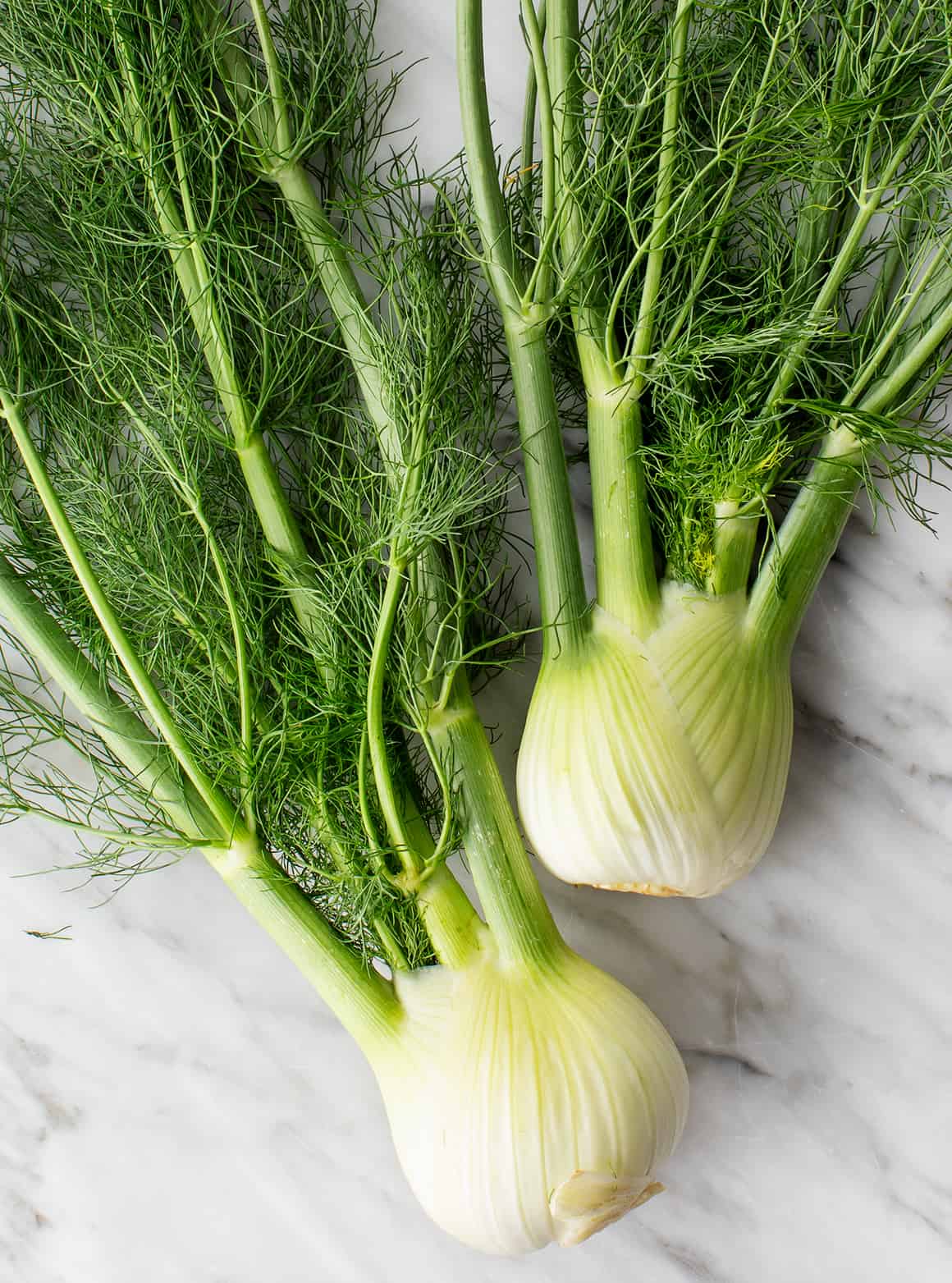 what is a fennel