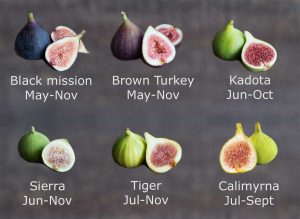 when are figs in season