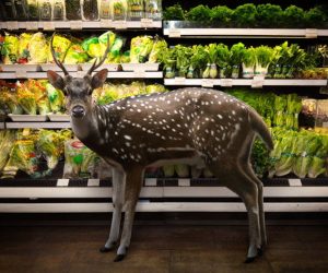 what animals can you find at a grocery store
