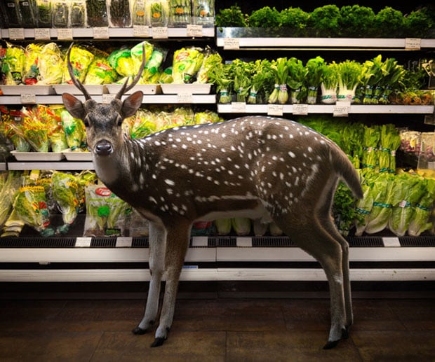what animals can you find at a grocery store