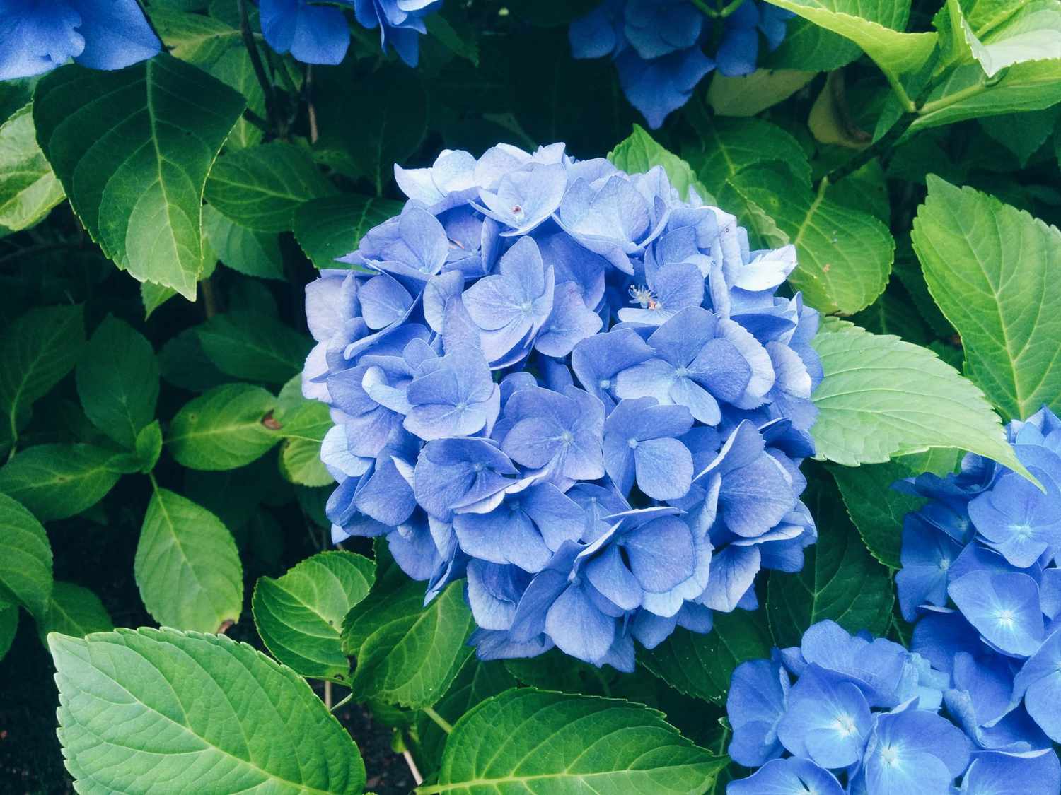 how long do hydrangeas bloom