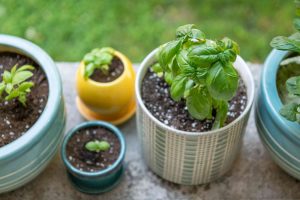 should i plant a lot of basils in one pot
