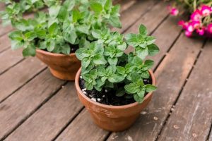 is oregano a perennial