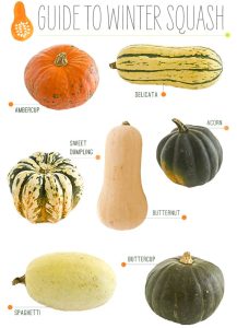 what is winter squash