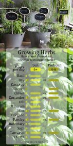 how much sunlight for rosemary plant
